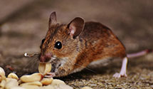 24 Hour & Emergency Exterminators in Old Sparta, NC